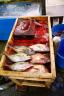 tsukiji-fish-market-165.jpg